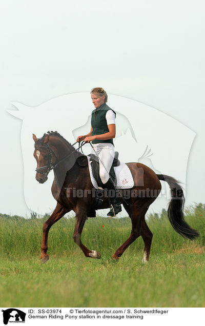 Reitponyhengst im Dressurtraining / Pony stallion in  dressage training / SS-03974
