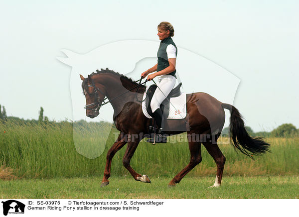 Reitponyhengst im Dressurtraining / Pony stallion in  dressage training / SS-03975