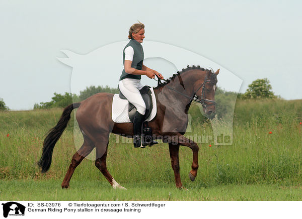 Reitponyhengst im Dressurtraining / Pony stallion in  dressage training / SS-03976