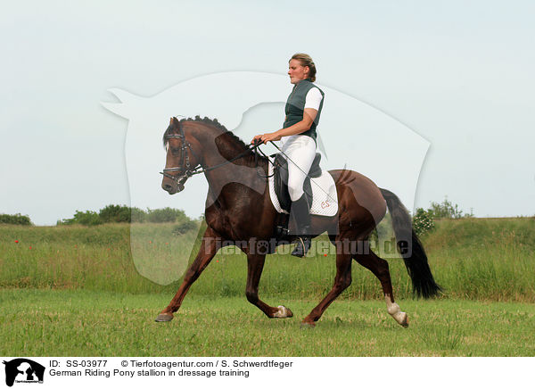 Reitponyhengst im Dressurtraining / Pony stallion in  dressage training / SS-03977