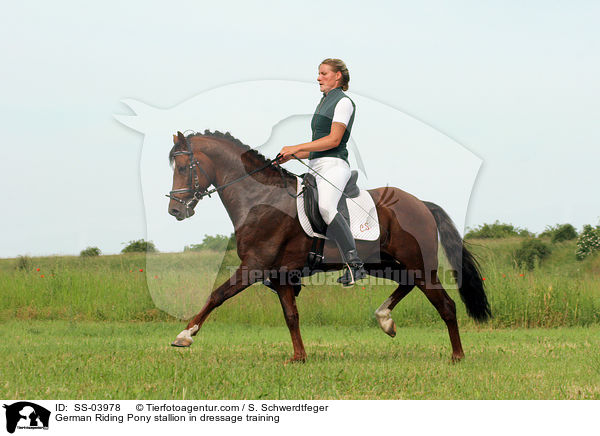 Reitponyhengst im Dressurtraining / Pony stallion in  dressage training / SS-03978