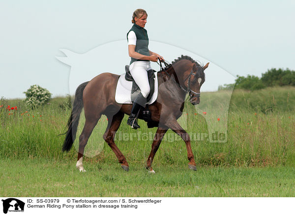 Reitponyhengst im Dressurtraining / Pony stallion in  dressage training / SS-03979