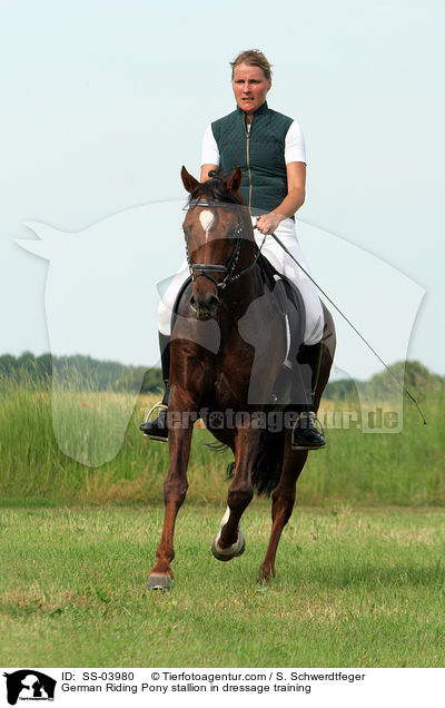 Reitponyhengst im Dressurtraining / Pony stallion in  dressage training / SS-03980