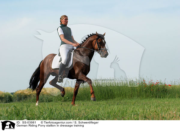 German Riding Pony stallion in dressage training / SS-03981