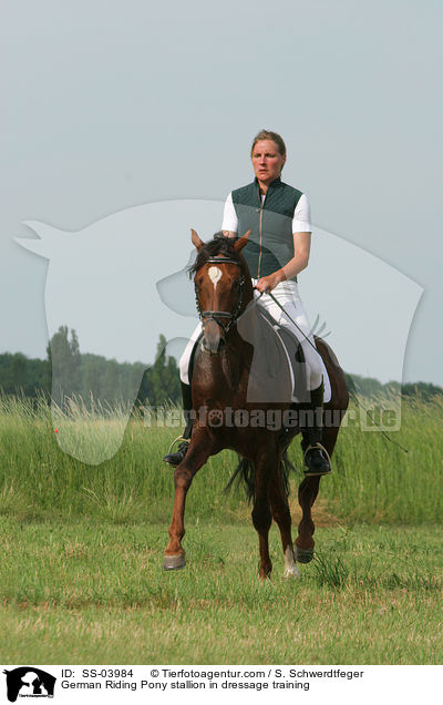 Reitponyhengst im Dressurtraining / Pony stallion in  dressage training / SS-03984