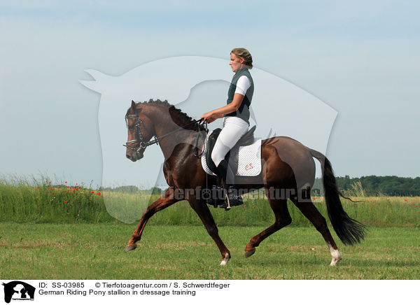 Reitponyhengst im Dressurtraining / Pony stallion in  dressage training / SS-03985