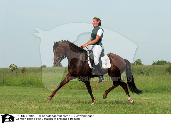 German Riding Pony stallion in dressage training / SS-03986