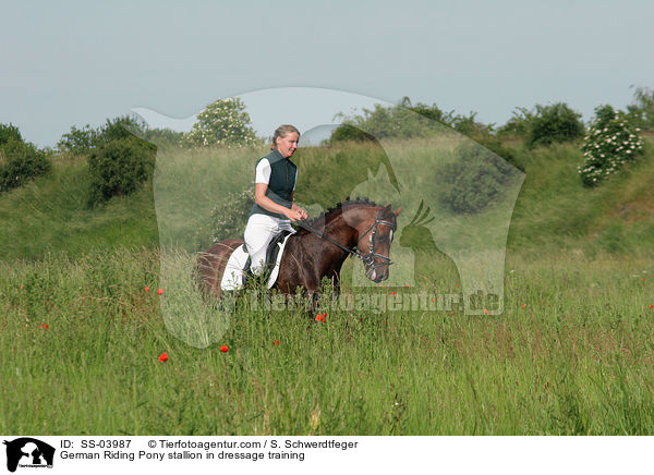 German Riding Pony stallion in dressage training / SS-03987