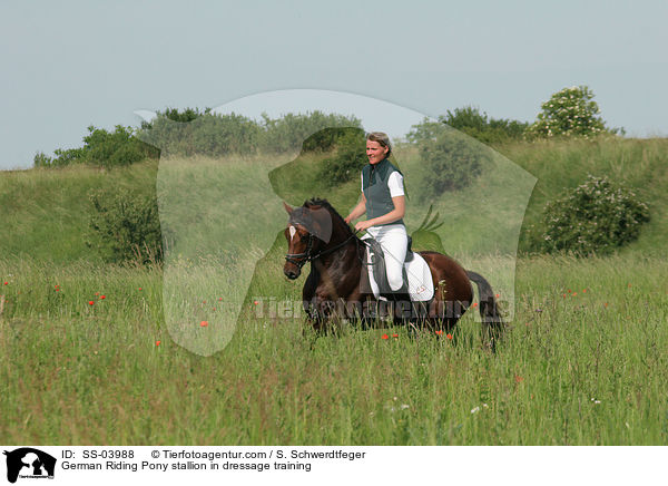 German Riding Pony stallion in dressage training / SS-03988