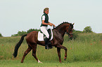 German Riding Pony stallion in dressage training