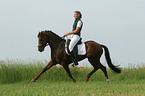 German Riding Pony stallion in dressage training