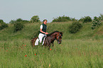 German Riding Pony stallion in dressage training