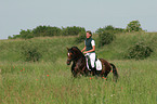 German Riding Pony stallion in dressage training