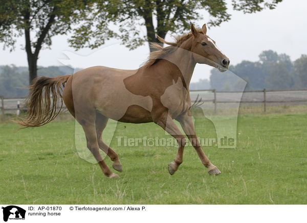 rennendes KWPN / running horse / AP-01870