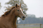 running horse