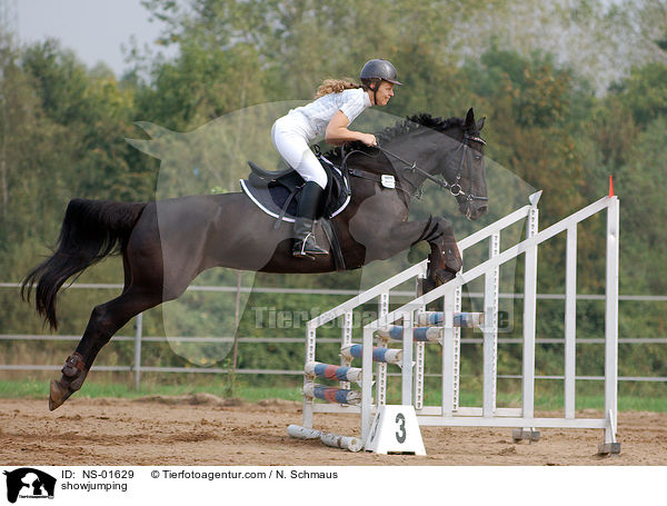 Springreiten / showjumping / NS-01629