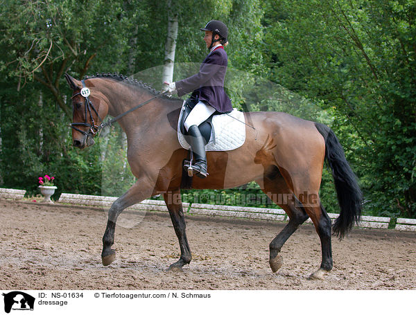 Dressurreiten / dressage / NS-01634