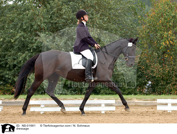 Dressurreiten / dressage / NS-01661