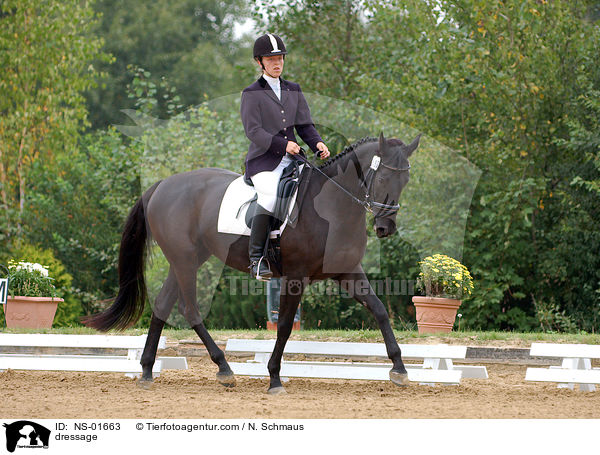 Dressurreiten / dressage / NS-01663