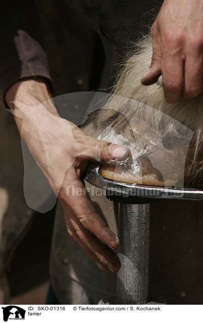 Hufschmied / farrier / SKO-01316