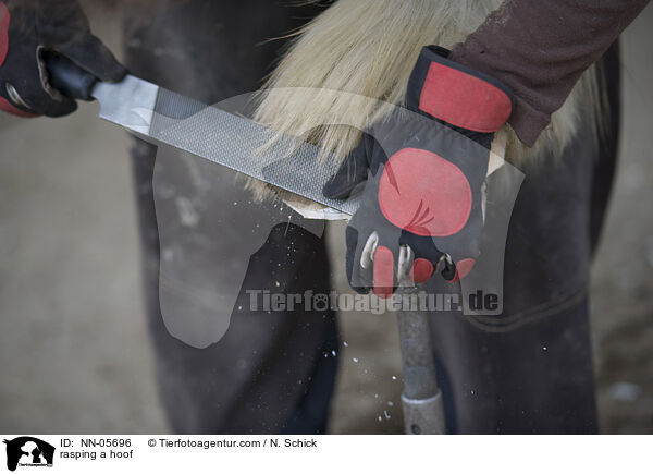 rasping a hoof / NN-05696