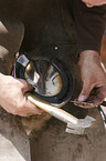 farrier