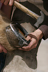 farrier