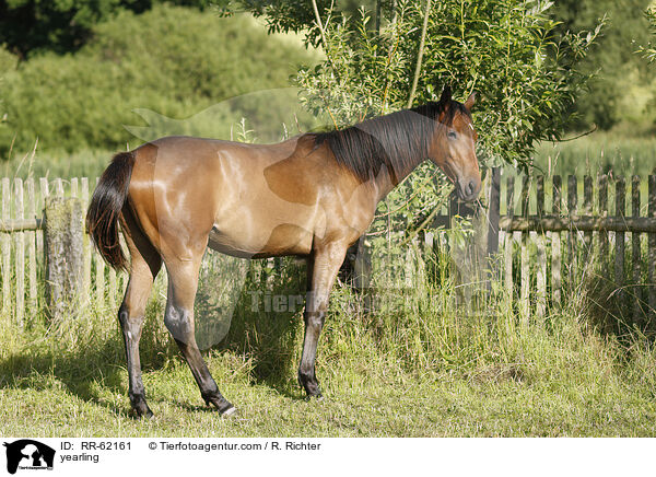 Jhrling / yearling / RR-62161