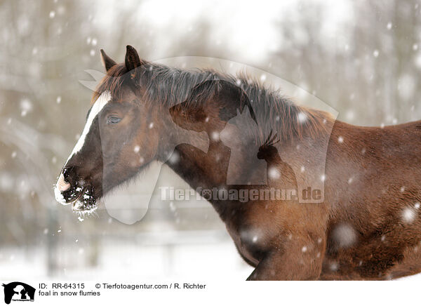 Fohlen im Schneegestber / foal in snow flurries / RR-64315