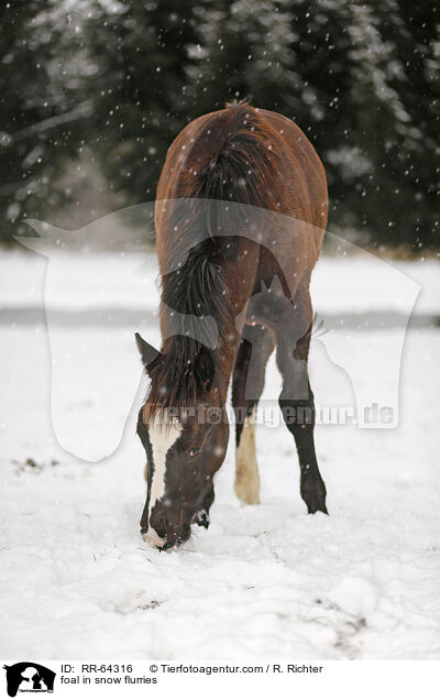 Fohlen im Schneegestber / foal in snow flurries / RR-64316