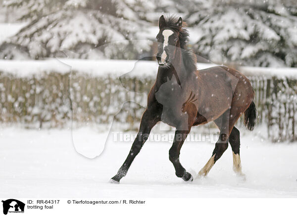 trabendes Fohlen / trotting foal / RR-64317