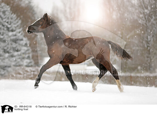 trabendes Fohlen / trotting foal / RR-64318