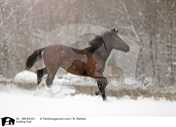 trabendes Fohlen / trotting foal / RR-64321