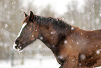 foal in snow flurries