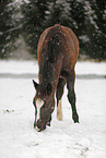 foal in snow flurries