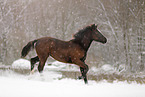 trotting foal