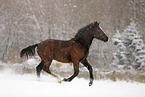 running foal