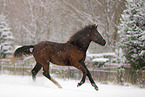 running foal