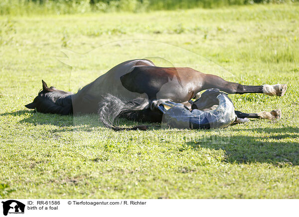 Fohlengeburt / birth of a foal / RR-61586