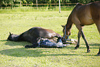 birth of a foal