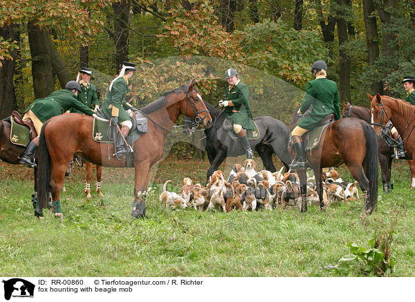 fox hounting with beagle mob / RR-00860