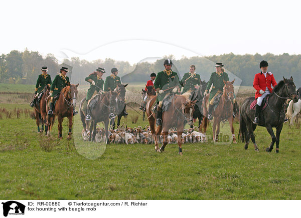 fox hounting with beagle mob / RR-00880