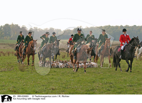 Fuchsjagd mit Beaglemeute / fox hounting with beagle mob / RR-00880