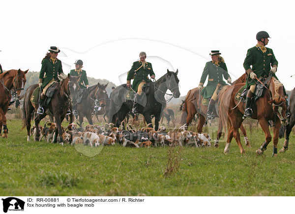 Fuchsjagd mit Beaglemeute / fox hounting with beagle mob / RR-00881