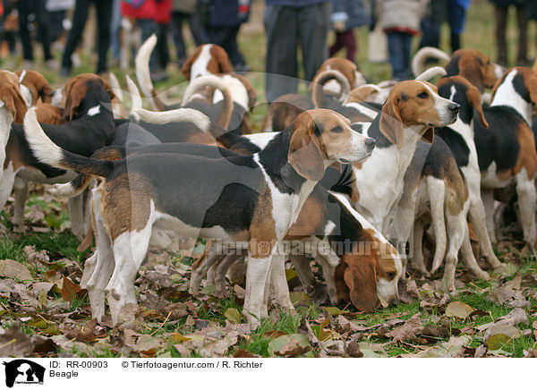 Beagle / Beagle / RR-00903