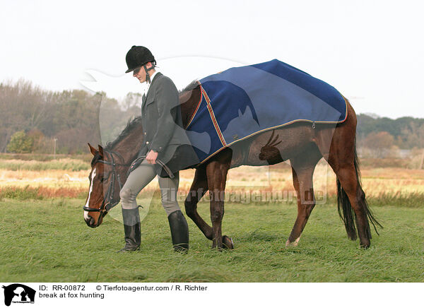 Rast bei der Fuchsjagd / break at fox hunting / RR-00872