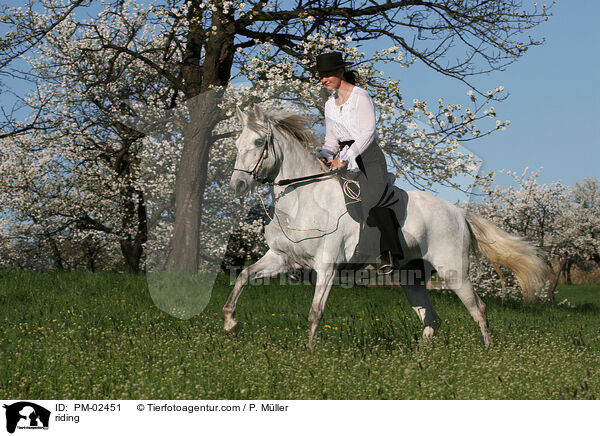 Gangpferdereiten / riding / PM-02451