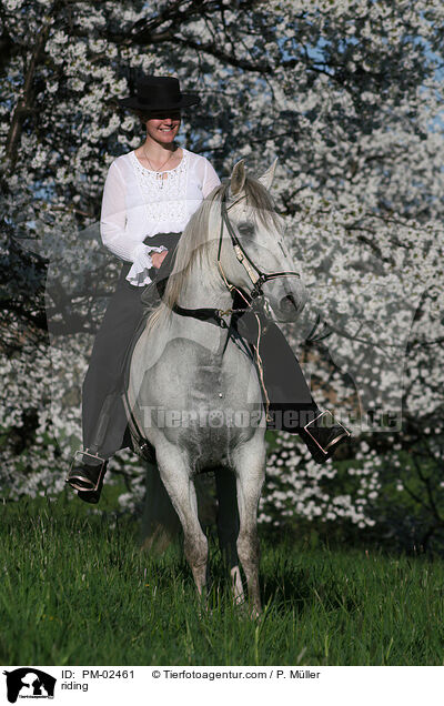 Gangpferdereiten / riding / PM-02461