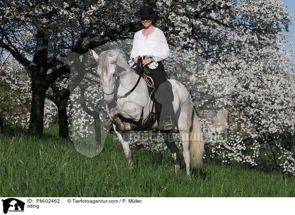 Gangpferdereiten / riding / PM-02462