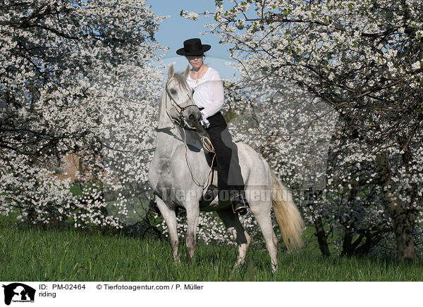 Gangpferdereiten / riding / PM-02464